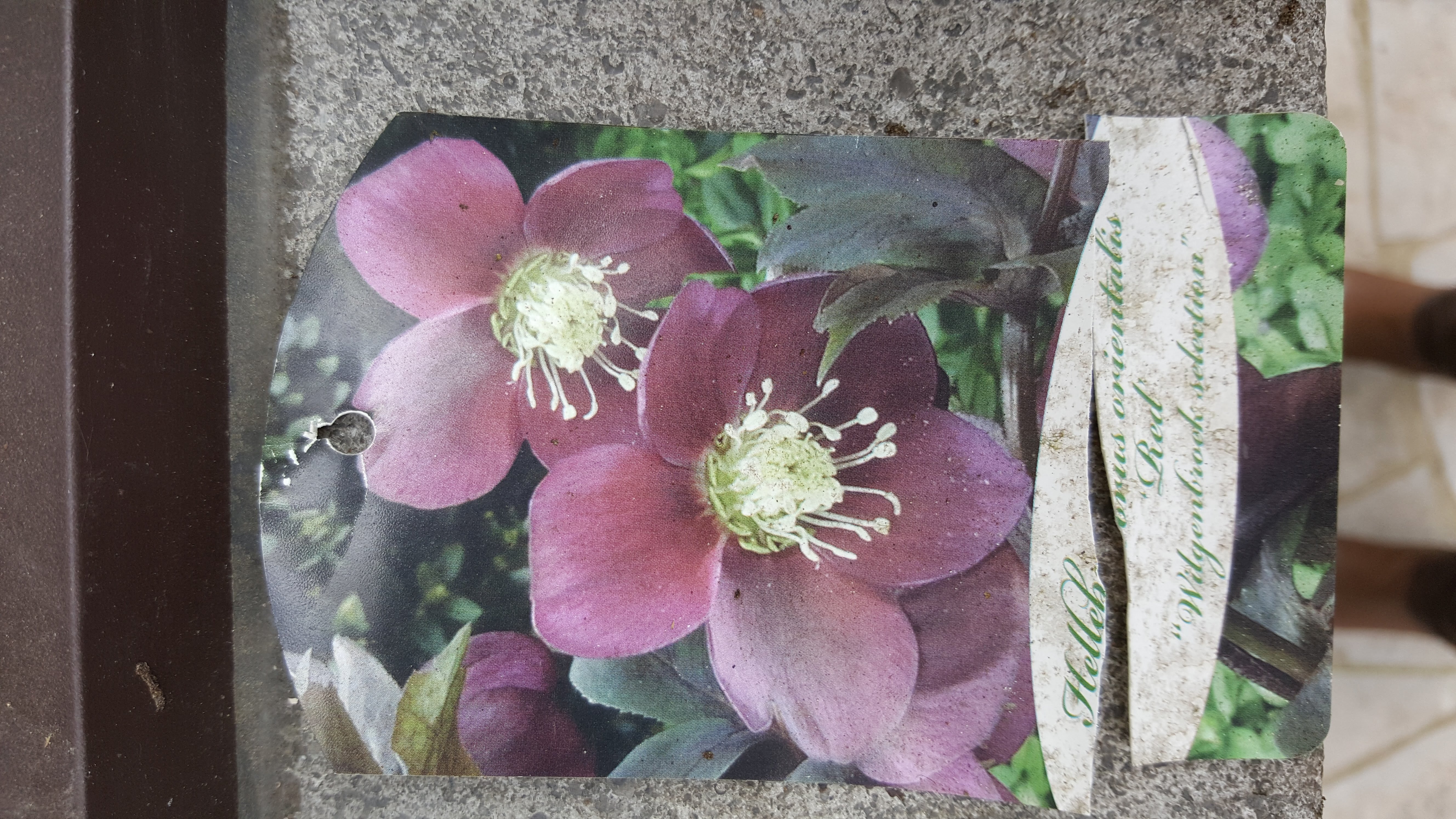 helleb orien red2.jpg